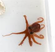 Where to Buy a Pet Octopus