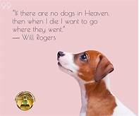 Will Our Pets Be in Heaven?