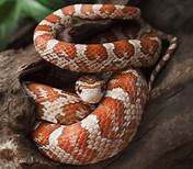 Are Corn Snakes Good Pets?