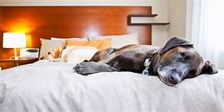 What Hotels Allow Pets: A Guide to Pet-Friendly Accommodations