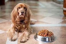 Can You Freeze Fresh Pet Food?