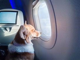 Which Airlines Allow Pets in Cargo?