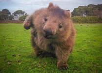 Can a Wombat Be a Pet?