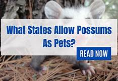 What States Allow Possums as Pets?