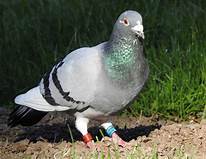 Can You Keep a Pigeon as a Pet?