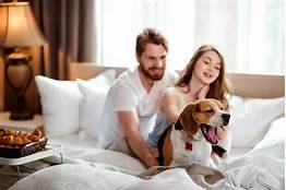 How to Avoid Pet Fees at Hotels