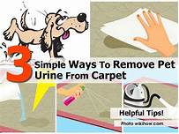 How to Remove Pet Urine from Carpet