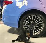 Is Lyft Pet Friendly? A Guide to Bringing Your Furry Friend Along