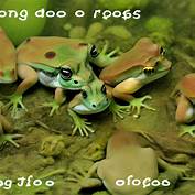 How Long Do Frogs Live as Pets?