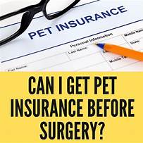 Can I Get Pet Insurance Before Surgery?