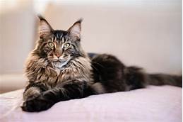 Are Maine Coon Good Pets?