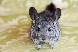 Is a Chinchilla a Good Pet?