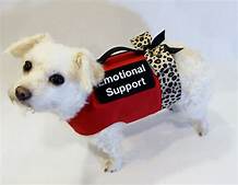 Is an Emotional Support Animal a Pet?