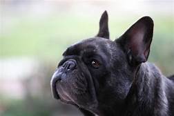 Are French Bulldogs Good Pets?