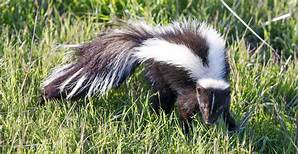 Can You Have Skunks as Pets?