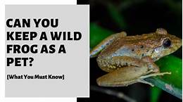 Can You Keep a Wild Frog as a Pet?