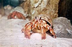 Are Hermit Crabs Good Pets?