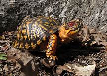 Can You Keep a Box Turtle as a Pet?