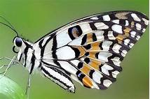 Can You Keep Butterflies as Pets?