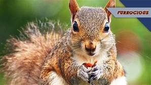 Do Squirrels Make Good Pets?