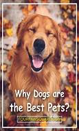 Why are Dogs Good Pets?