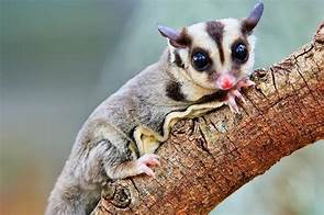 Does a Sugar Glider Make a Good Pet?