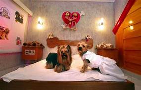 What Hotels Allow Pets for Free?