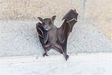 Can You Own a Bat as a Pet?