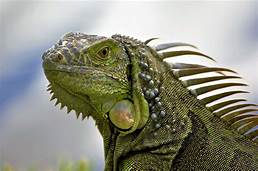 Do Iguanas Make Good Pets?