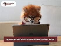 How Does Pet Insurance Reimbursement Work?