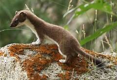 Can You Have Stoats as Pets?