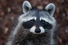 Can You Have a Raccoon as a Pet in Texas?