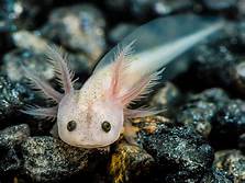 Can Axolotls Be Pets?