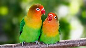 Are Lovebirds Good Pets?