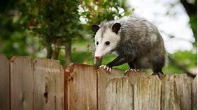 Can a Possum Be a Pet?