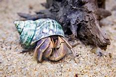 What Do Hermit Crabs Eat as a Pet?