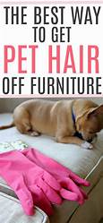 How to Get Pet Hair Off Couch