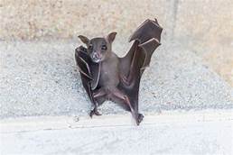 Can You Keep a Bat as a Pet?