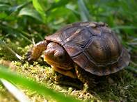 Where to Buy Pet Turtles