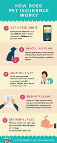 How to Use Pet Insurance