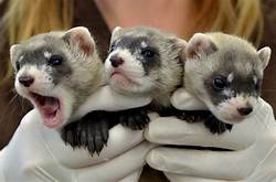 Do Ferrets Make Good Pets?