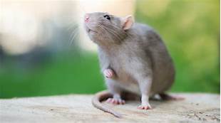 Do Pet Rats Smell?