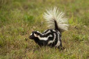 How Much Are Skunks as Pets?