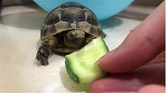 What to Feed Pet Turtles