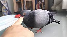 Can a Pigeon Be a Pet?