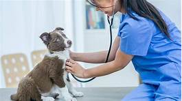 How Much Is Trupanion Pet Insurance?