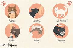 Do Cats Like Being Pet? The Truth About Feline Affection