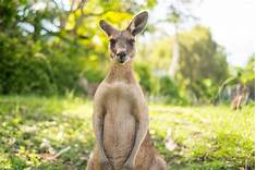 Can Kangaroos Be Pets?