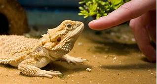 Is a Bearded Dragon a Good Pet?