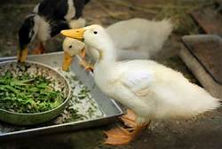 What Do Ducks Eat As Pets?